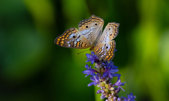 Arthur R. Marshall Loxahatchee National Wildlife Refuge
