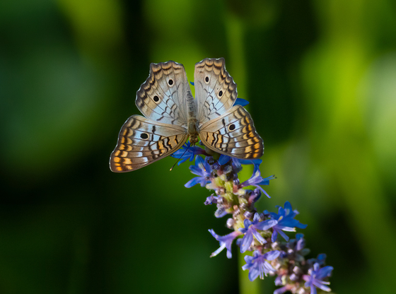 Arthur R. Marshall Loxahatchee National Wildlife Refuge