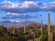 Saguaro National Park