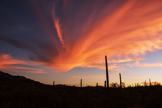 Saguaro National Park West