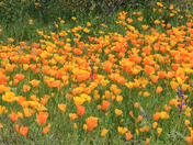 Saguaro National Park West