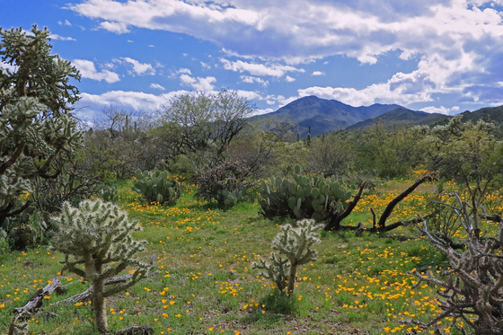 Saguaro National Park West