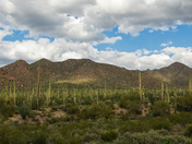 Saguaro National Park West