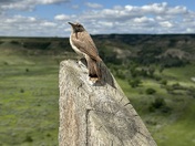 Theodore Roosevelt National Park