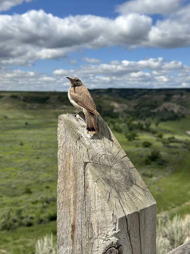 Theodore Roosevelt National Park