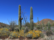Saguaro National Park West