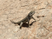 Dinosaur National Monument