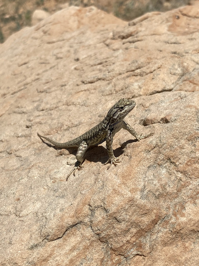 Dinosaur National Monument