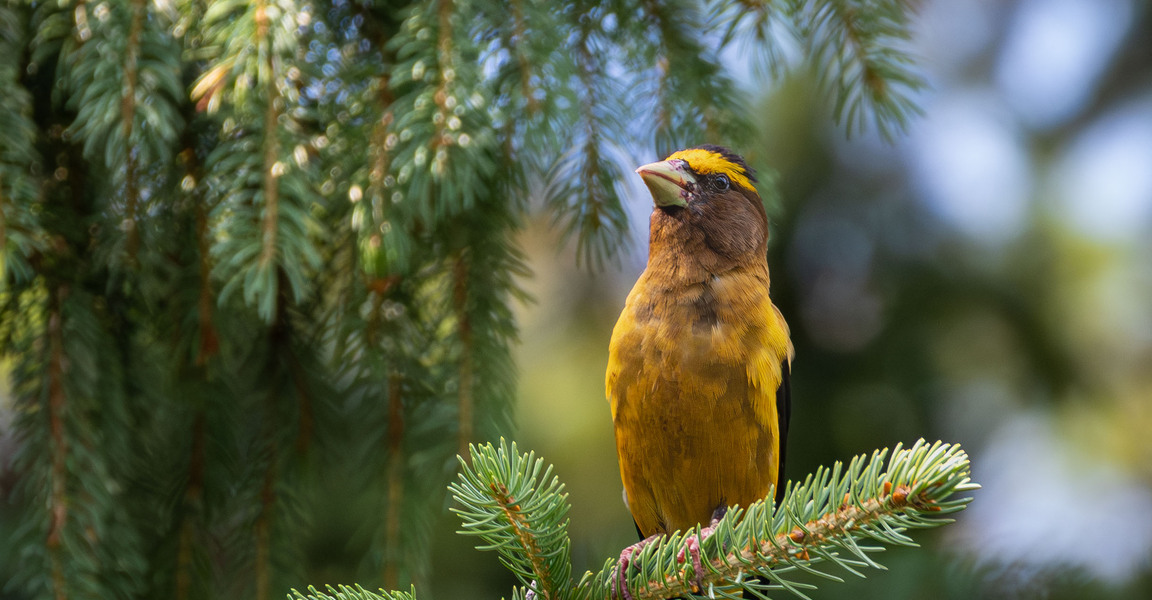 Messy Beak