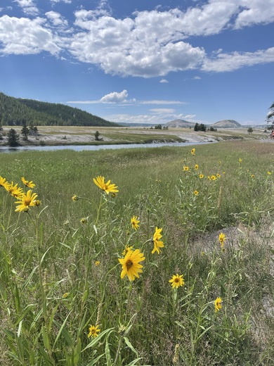 Yellowstone National Park 