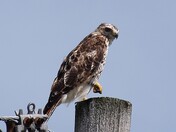 Red-tailed Hawk