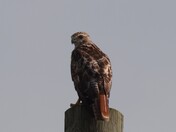 Red-tailed Hawk
