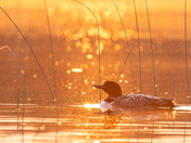 Golden Hour Loon