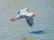 Heron in Flight 
