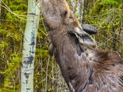 Willow Tree Munchies 