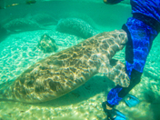 Manatee Hug 