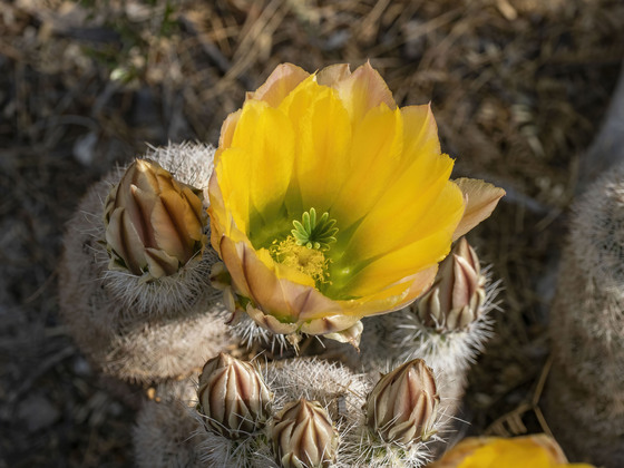 Big Bend National Park