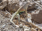 Big Bend National Park