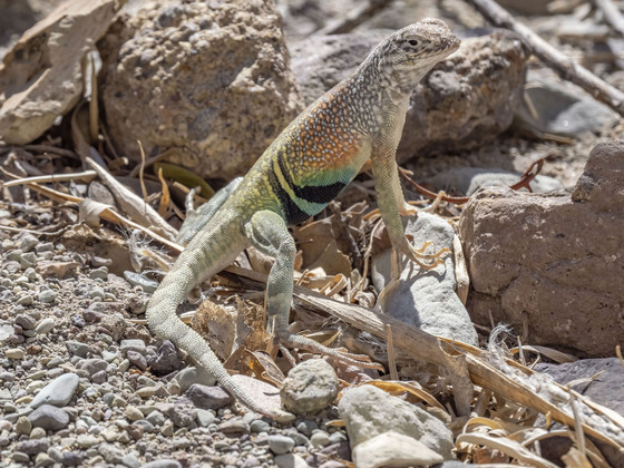 Big Bend National Park