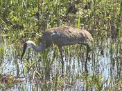 Loxahatchie National Wildlife Refuge