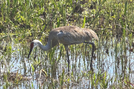 Loxahatchie National Wildlife Refuge
