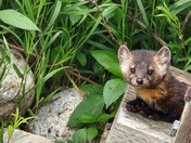 American Pine Marten
