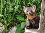American Pine Marten
