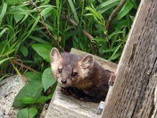 American Pine Marten