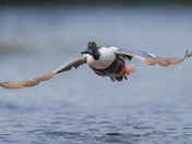 Northern Shoveler coming down the runway...