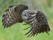 Great Gray Owl on the hunt