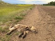 One precious life lost....