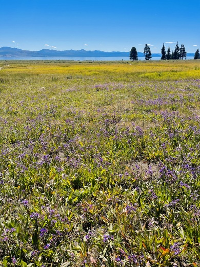 Yellowstone National Park
