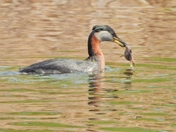 One In the Beak Is Worth Two In the Pond 