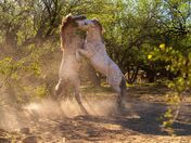 Tonto National Forest