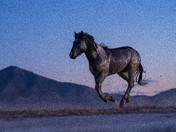 Simpson Springs Pony Express Route - Onaqui Herd Management Area