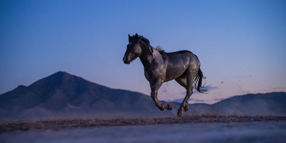 Simpson Springs Pony Express Route - Onaqui Herd Management Area