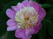 Sorbet Peony