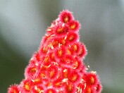 Flowering Sumac