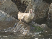 That's a Knee Slapper