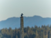 The Mighty Kingfisher