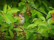 Chipping Sparrow