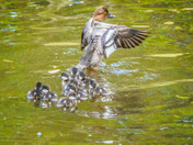 Duckling Crossing Guard 