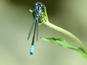 Bluet