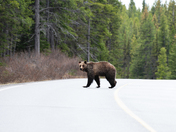 Queen of the Rockies