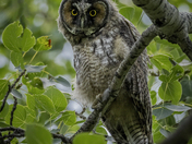 Long Eared Owlet 