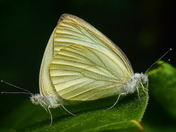 Pieris Rapae