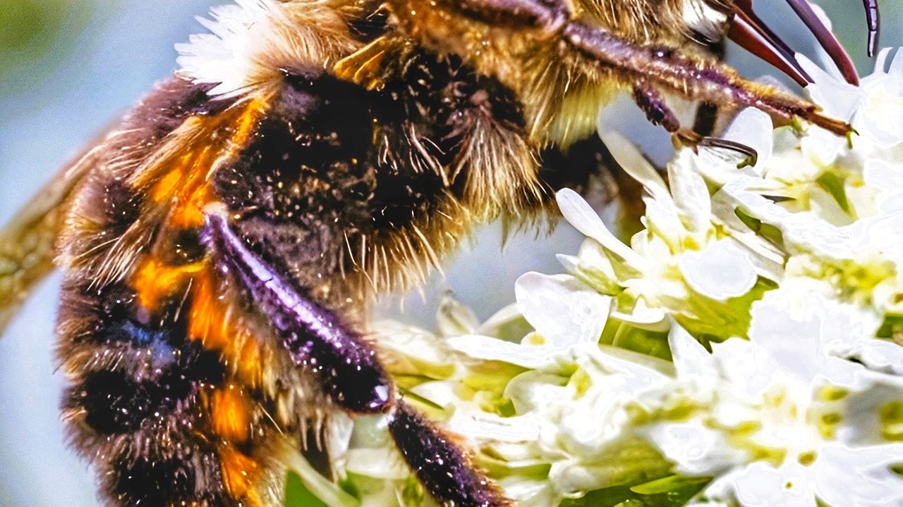 Bumblebee