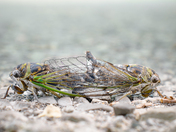 Love is on the ...ground