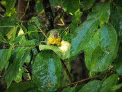 Nashville Warbler (fledgling)