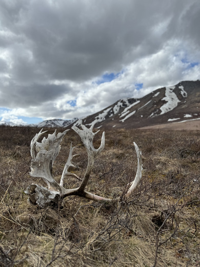 Denali National Park